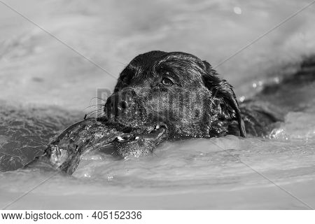 Black Labrador