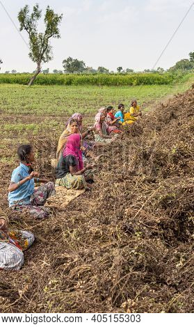 Abbigeri, Karnataka, India - November 6, 2013: Peanut Farming. Row Of 9 Penuts Sort And Pluck Peanut