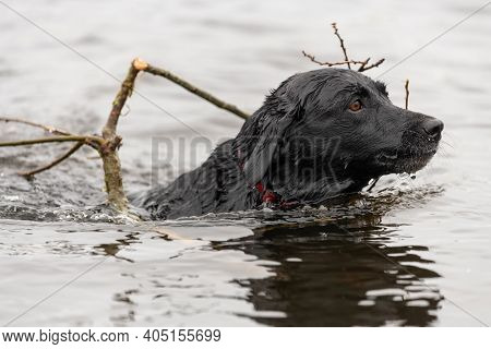Head Shot Of A Black Labrador Swimming In The Water
