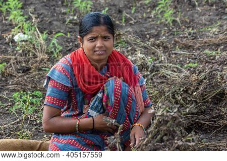 Abbigeri, Karnataka, India - November 6, 2013: Closeup Of Young Married Female Peanut Harvester With
