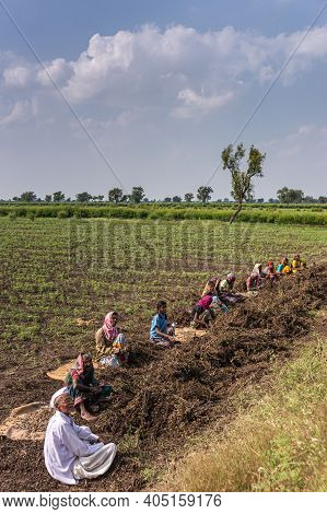 Abbigeri, Karnataka, India - November 6, 2013: Peanut Farming. Row Of 11 Penuts Sort And Pluck Peanu