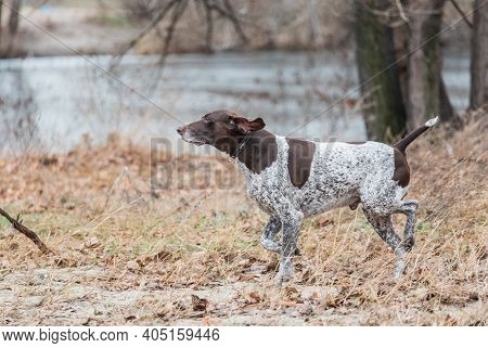 German Kurzhaar, Great Hunting Dog And Loyal Friend. Hunting Dog Runs In Nature