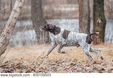 German Kurzhaar, Great Hunting Dog And Loyal Friend. Hunting Dog Runs In Nature