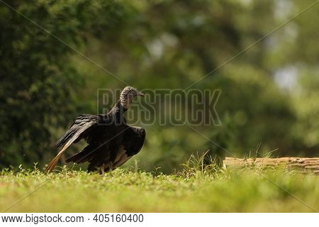 King Vulture (sarcoramphus Papa) On A Branch, San Pedrillo, Corcovado, Costa Rica.king Vulture, Is T