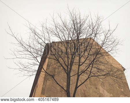 A Part Of Yellow Grey Brown Sanstone House Facade With Roof And A Tree In Front Of It. Street View C