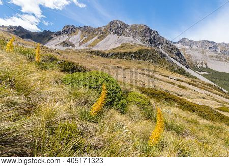 Giant Speargrass Growing On Alpine Meadow In Nelson Lakes National Park, South Island, New Zealand
