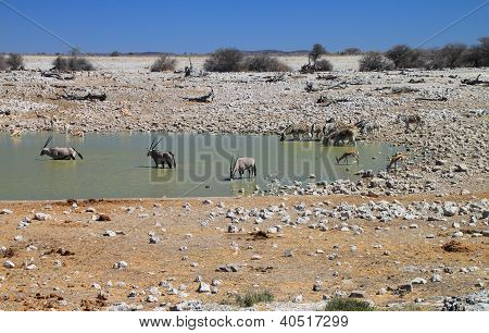 Animais na waterhole Okaukuejo no Parque Nacional de Etosha, Namíbia