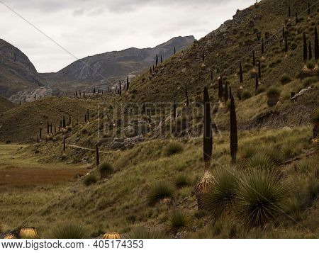 Panorama Grass Landscape With Puya Raimondii Bromeliad Flower Plant Queen Of The Andes At Pastoruri 