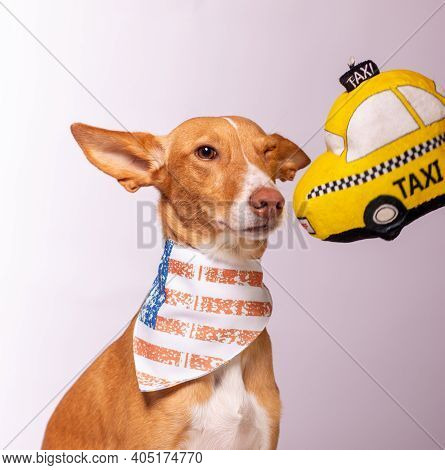 Beautiful Dog With Funny Face Playing And Posing