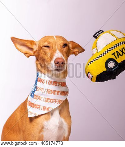 Beautiful Dog With Funny Face Playing And Posing