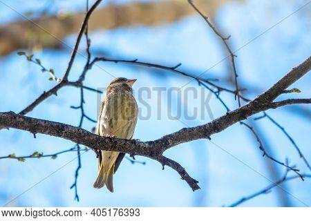 Green And Yellow Songbird, European Greenfinch Sitting On A Branch In Spring. The European Greenfinc