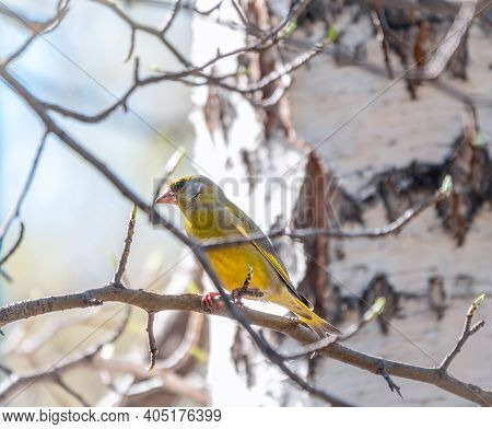 Green And Yellow Songbird, European Greenfinch Sitting On A Branch In Spring. The European Greenfinc
