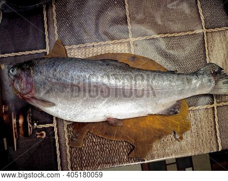 Defrosted Big Trout On A Chopping Board