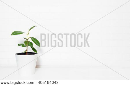 Ficus Tree In Bright Interior. White Brick Wall With House Plant. Indoor Ficus Elastica. House Potte