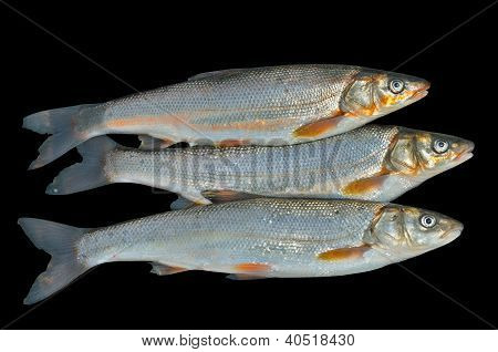 Pesci (leuciscus Brandti)
