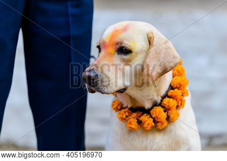 Celebrating Kukur Tihar festival in Kathmandu, Nepal. Dog with tika and marigold garland.