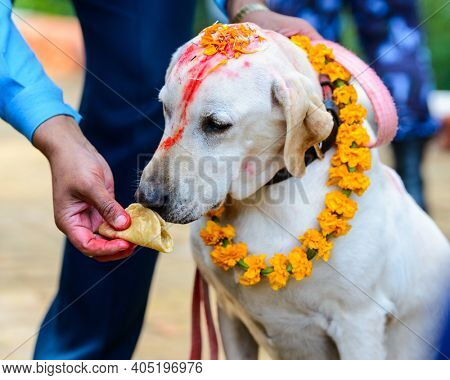 Celebrating Kukur Tihar festival in Kathmandu, Nepal. Labrador with red tika and marigold garland is being given a puri.