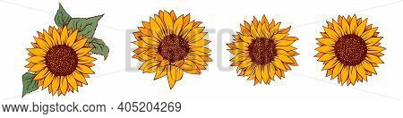 Sunflower Vector Illustration. Sunflower Isolated. Botanical Floral Illustration. Yellow Summer Flow