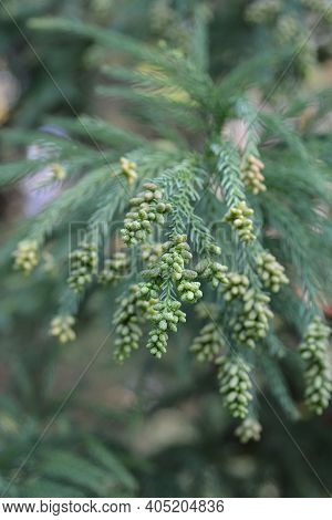 Japanese Cedar Branches - Latin Name - Cryptomeria Japonica