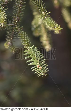 Blue Spanish Fir Branch - Latin Name - Abies Pinsapo Glauca