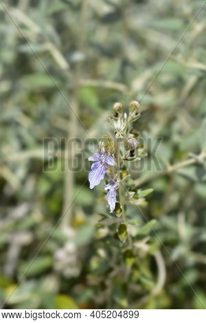 Tree Germander - Latin Name - Teucrium Fruticans