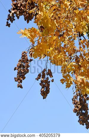 Golden Rain Tree Branches With Seed Pods - Latin Name - Koelreuteria Paniculata