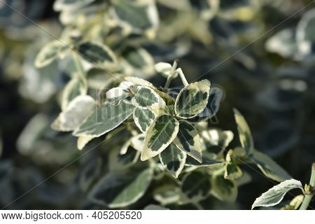 Wintercreeper Dans Delight - Latin Name - Euonymus Fortunei Dans Delight