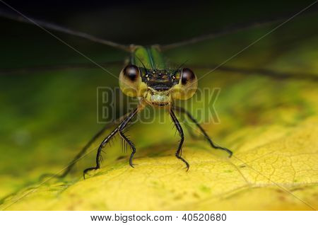 Dragonfly