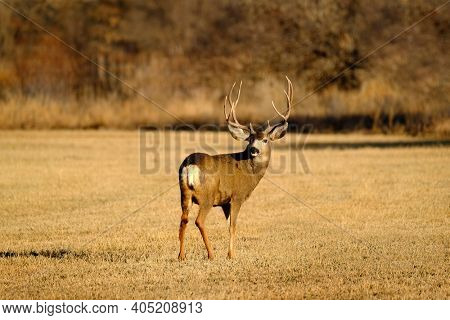 Mule deer or buck male animal in wilderness with antlers horms in field
