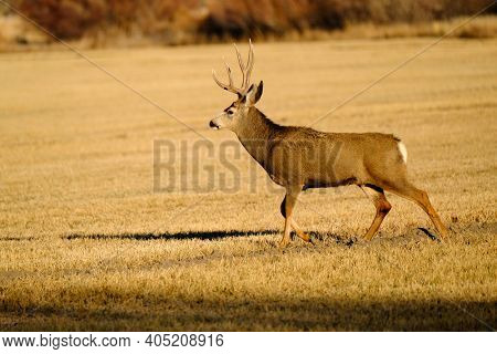 Mule deer or buck male animal in wilderness with antlers horms in field