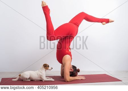 Caucasian Woman Practices Yoga In A Red Bodysuit With Her Dog Jack Russell Terrier On A White Backgr