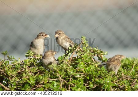 House Sparrows Passer Domesticus. Female Feeding To Its Chick. Auckland. North Island. New Zealand.