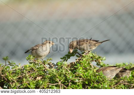 House Sparrow Passer Domesticus Squeaking For Food To Its Mother. Auckland. North Island. New Zealan