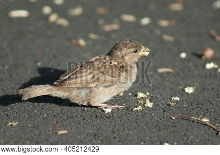 House Sparrow Passer Domesticus. Female Eating Food Scraps. Auckland. North Island. New Zealand.