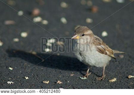 Female House Sparrow Passer Domesticus. Auckland. North Island. New Zealand.