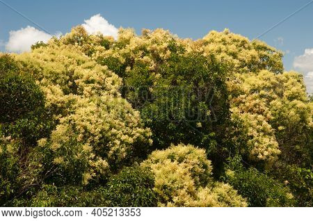 New Zealand Laurel Corynocarpus Laevigata In Flower. Mount Eden. Auckland. North Island. New Zealand
