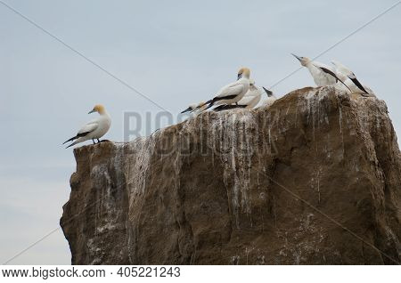 Australasian Gannets Morus Serrator. Black Reef Gannet Colony. Cape Kidnappers Gannet Reserve. North