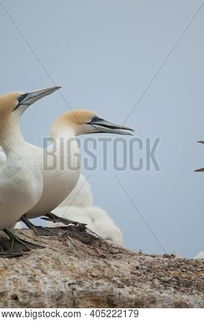 Australasian Gannets Morus Serrator Confronted To Another Pair. Black Reef Gannet Colony. Cape Kidna