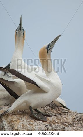 Australasian Gannets Morus Serrator Courting. Black Reef Gannet Colony. Cape Kidnappers Gannet Reser