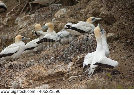 Australasian Gannets Morus Serrator. Black Reef Gannet Colony. Cape Kidnappers Gannet Reserve. North