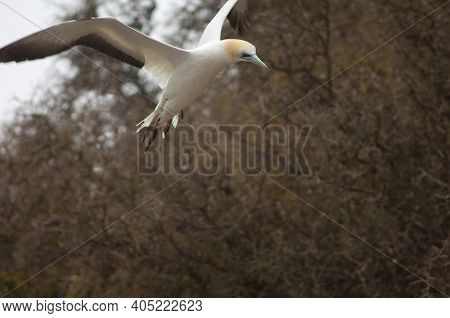 Australasian Gannet Morus Serrator In Flight. Black Reef Gannet Colony. Cape Kidnappers Gannet Reser