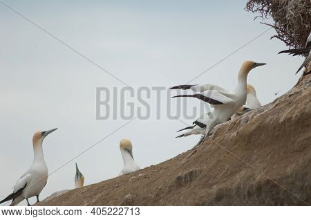 Australasian Gannets Morus Serrator. Black Reef Gannet Colony. Cape Kidnappers Gannet Reserve. North