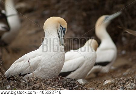 Australasian Gannet Morus Serrator. Adult Preening At Nest. Black Reef Gannet Colony. Cape Kidnapper