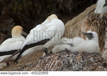 Australasian Gannets Morus Serrator. Adult With Chick At Nest. Black Reef Gannet Colony. Cape Kidnap