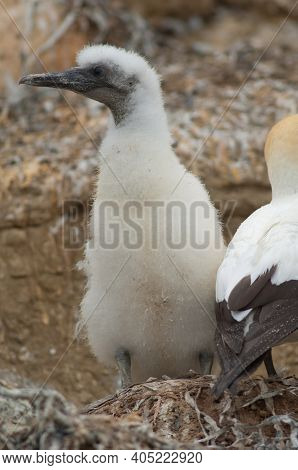 Australasian Gannets Morus Serrator. Chick And Adult At Nest. Black Reef Gannet Colony. Cape Kidnapp