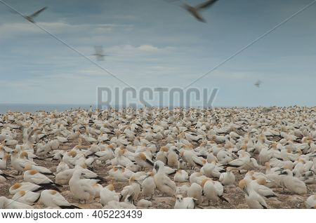 Australasian Gannets Morus Serrator. Plateau Colony. Cape Kidnappers Gannet Reserve. North Island. N