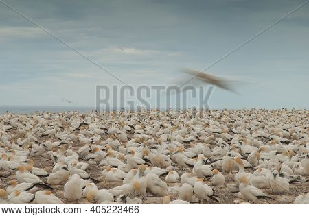 Australasian Gannets Morus Serrator. Plateau Colony. Cape Kidnappers Gannet Reserve. North Island. N