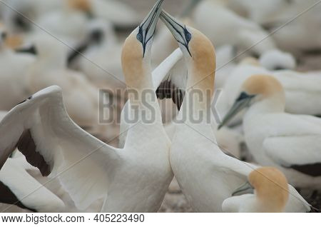 Australasian Gannets Morus Serrator Fencing. Plateau Colony. Cape Kidnappers Gannet Reserve. North I