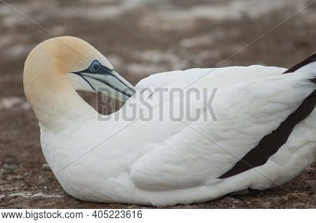 Australasian Gannet Morus Serrator Preening. Plateau Colony. Cape Kidnappers Gannet Reserve. North I