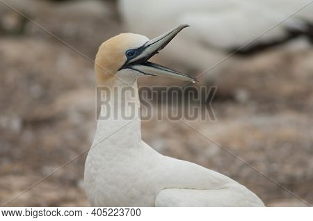 Australasian Gannet Morus Serrator Calling. Plateau Colony. Cape Kidnappers Gannet Reserve. North Is